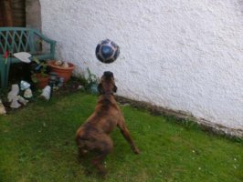 Stan playing with a football