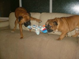 Cooper and George playing Tug-of-War