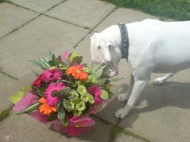Max smelling the flowers