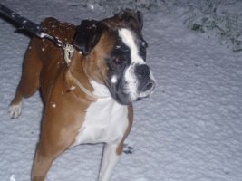 Bella - in the snow