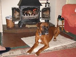 Duke in front of the fire
