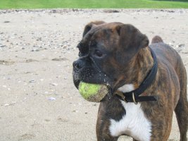 Sam with ball on the beach