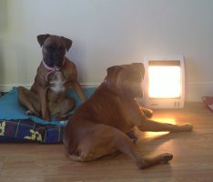 Lexi and Beckham by the fire