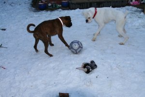 Jobe and Roxy playing in the snow
